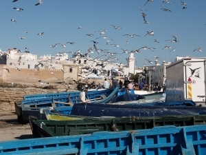 The Gulls of Essaouira